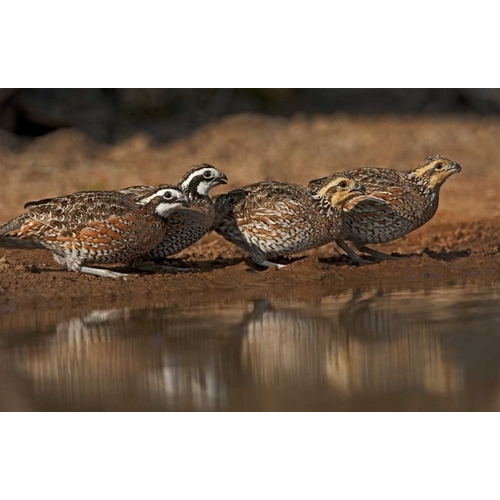 Texas Northern bobwhites gather at a pond